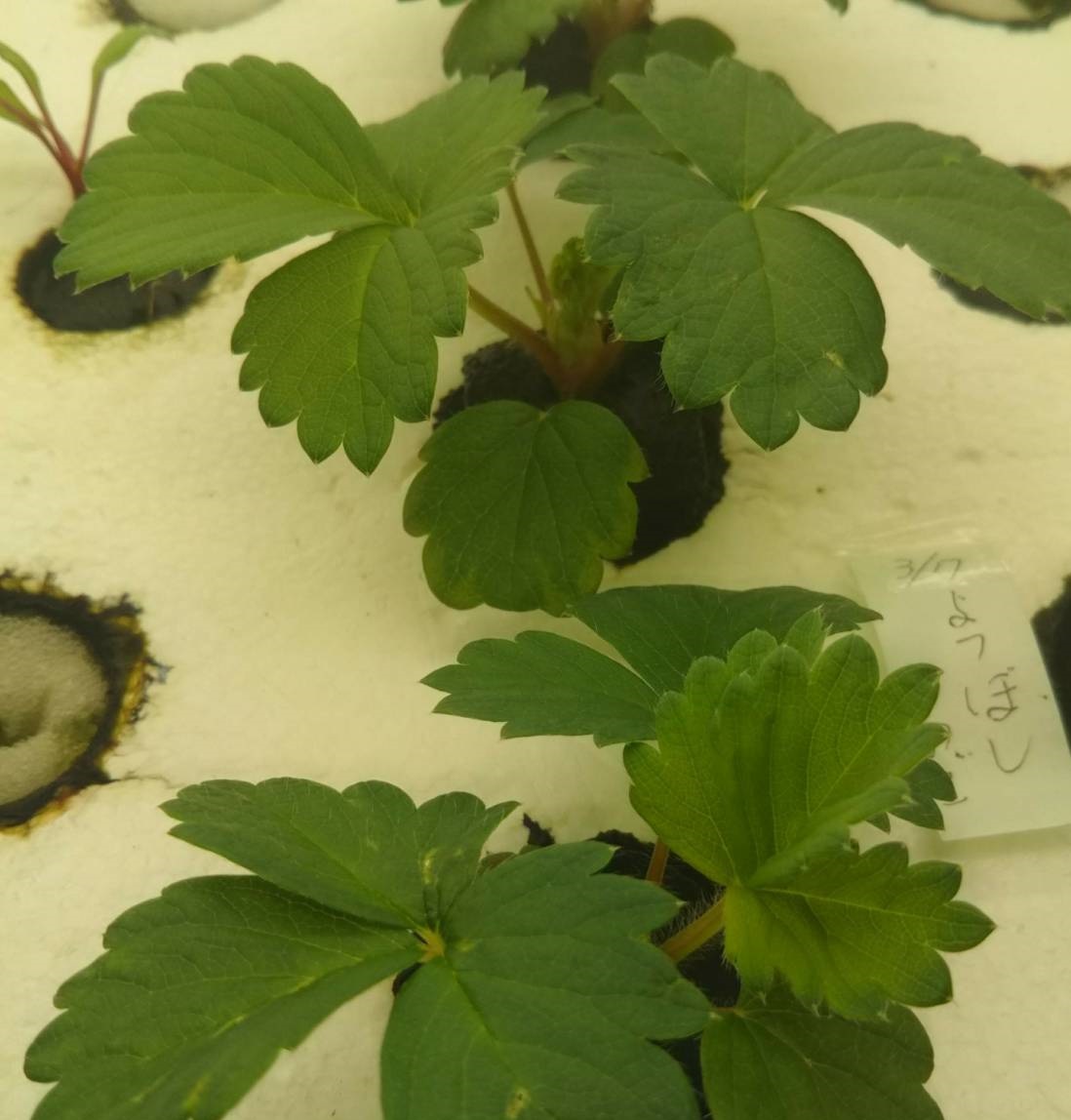タワー型水耕栽培装置でイチゴを育ててみた まとめ 植物labo