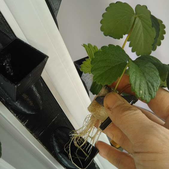 タワー型水耕栽培装置でイチゴを育ててみた まとめ 植物labo