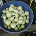 No.331 #極小瓢箪加工工程