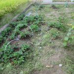 No.335   # 冬支度のイチゴ苗