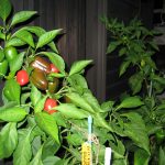 No.339  #パプリカとピーマン