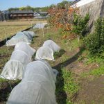 No.340  #イチゴの冬支度