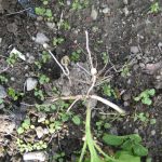 No.341  #ジャガイモ