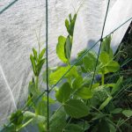 No.346   # 絹サヤエンドウ