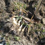 No.348  # 頑張るニンニク