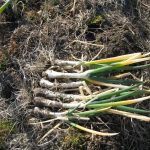 No.349  #冬のネギ畑です